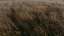 Golden Pastures 03