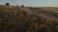 Golden Pastures 12